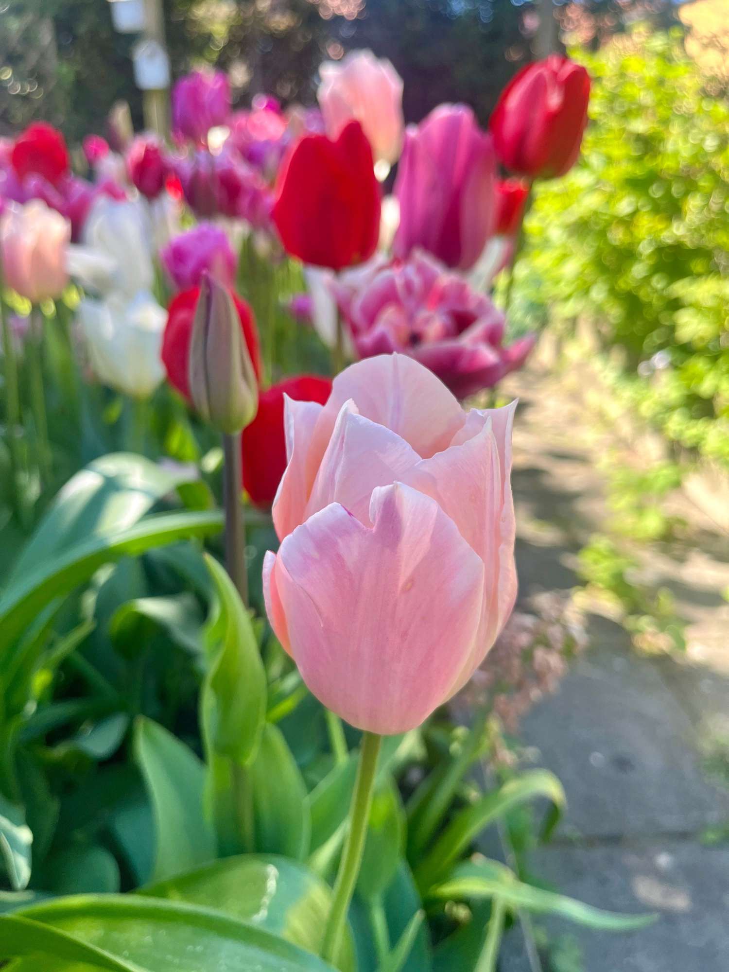 Mélange exclusif 'Svaneke Delight'